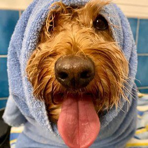 Meet your Posher, Patrick